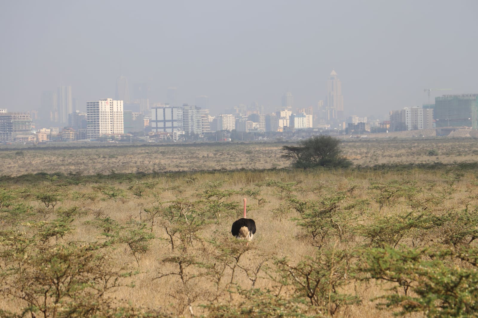 Nairobi’s skyline rising beyond the national park plains